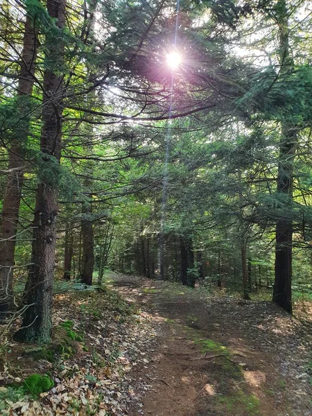 Forêt Verte Étroite Avec Sentier — Photo