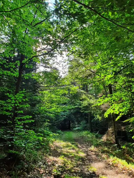 緑の森を歩道で塞ぐ — ストック写真