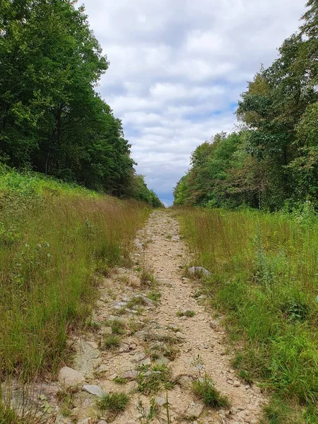 Strada Avvicinamento Nella Foresta — Foto Stock