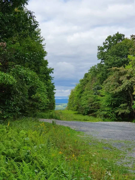 Strada Avvicinamento Nella Foresta — Foto Stock