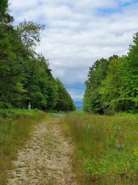 Route Étroite Dans Forêt — Photo