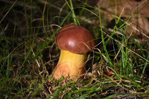 Nahaufnahme Pilz Wald — Stockfoto