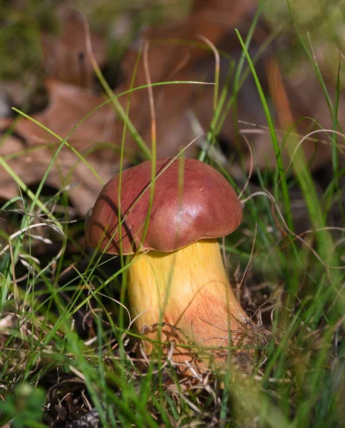 Närbild Svamp Skogen — Stockfoto