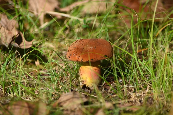 Nahaufnahme Pilz Wald — Stockfoto