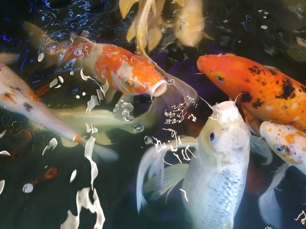 Merah Kuning Ikan Putih Percikan Dalam Air — Stok Foto