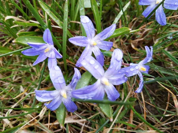 Scilla Flores Silvestres Primavera Del Bosque Después Lluvia Con Gotas — Foto de Stock