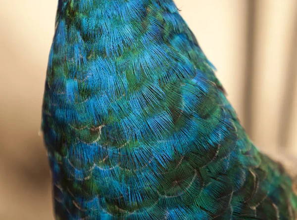 Photo of peacock — Stock Photo, Image