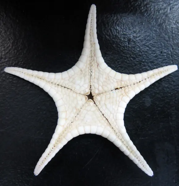 Starfish — Stock Photo, Image