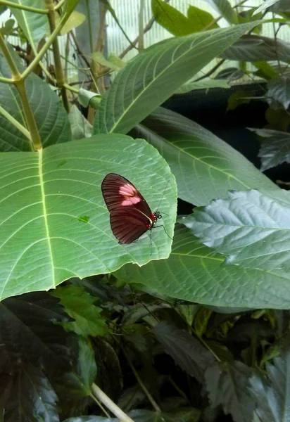 Borboleta — Fotografia de Stock