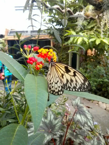 Mariposa. — Foto de Stock