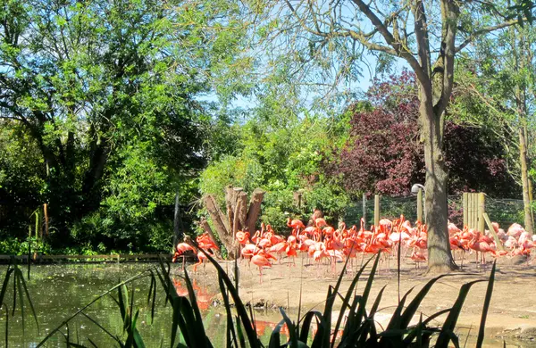 Pembe flamingo kuşları — Stok fotoğraf