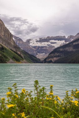 Yellow wildflowers on a summer day at Lake Louise in Banff National Park, Canada.