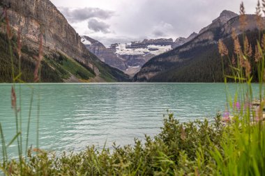Wildflowers along the shore during a summer evening at Lake Louise in Banff National Park, Alberta Canada