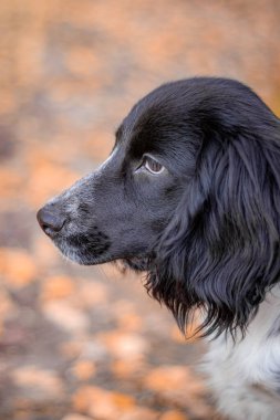 Spaniel sonbaharda yürüyüş için avlanıyor. Sonbaharda yürüyüşe çıkan bir köpek. Bir hayvanın sonbahar portresi. Yavru köpek. Evcil hayvan gezdiriyorum. Köpekle güzel bir fotoğraf. Evcil Hayvanlar hakkında makale. Siyah ve beyaz. Sonbahar.