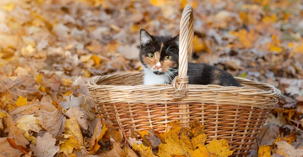 Macska Egy Kosárban Őszi Levelek Egy Fiatal Színes Macska Őszi — Stock Fotó