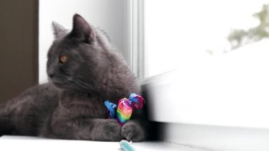 Kedi penceredeki fareyle oynar. Renkli fare. Evcil hayvanlar için oyuncaklar. Kedi için fare. Makale evcil hayvan oyunu hakkında. Güzel gri kedi. İngilizler..
