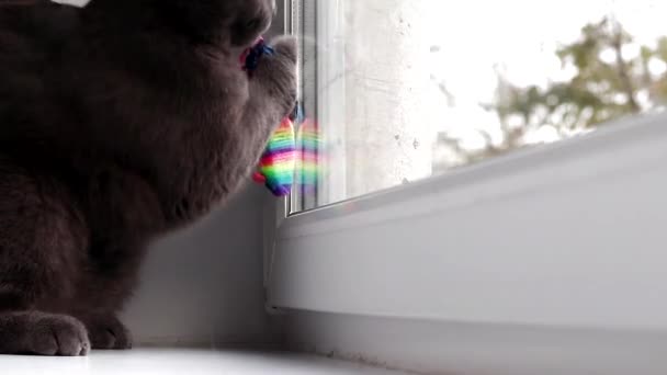 A macska az egérrel játszik az ablakon. Színes egér. Játékok háziállatoknak. Egér a macskának. A cikk a Háziállatok játékáról szól. Gyönyörű szürke macska. A britek.. — Stock videók