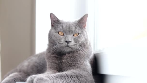 El gato está acostado en el alféizar de la ventana. Gato gris. Gato en la ventana. Los británicos. Artículo sobre ocio de mascotas. — Vídeos de Stock