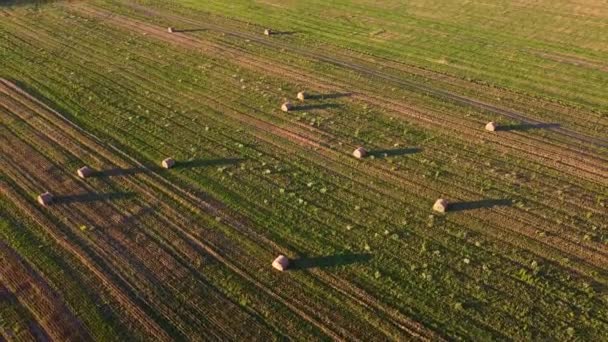 Palheiros na vista superior do campo. Hay... Trigo recolhido em pilhas. Indústria agrícola. Campo. Preparações para animais — Vídeo de Stock