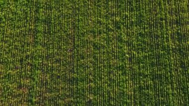 Yeşil çimlerle kaplı bir arazide uçmak. İşlenmiş alan. Genç yeşillikler. Çimler büyüyor..