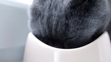 Kedi kaseden yer. Evcil hayvanını besliyorsun. Kediler için kuru yiyecek. Evcil hayvanlar. Kedi pencere eşiğinde yemek yiyor..