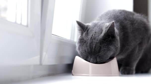 Kat eet uit een kom. Je huisdier voeren. Droge voeding voor katten. Huisdieren. De kat eet op de vensterbank.. — Stockvideo
