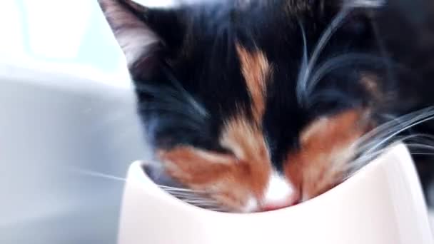 Кіт їсть з миски. Годуйте свого улюбленця. Сухий корм для котів. Домашні тварини. Кіт їсть на підвіконні . — стокове відео