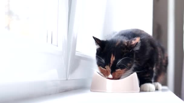 Il gatto mangia da una ciotola. Nutrire il vostro animale domestico. Cibo secco per gatti. Animali. Il gatto sta mangiando sul davanzale. — Video Stock
