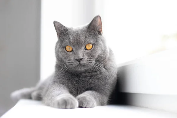 Grå Katt Ligger Fönsterbrädan Brittisk Katt Artikel Husdjur Uppfattat Utrymme — Stockfoto