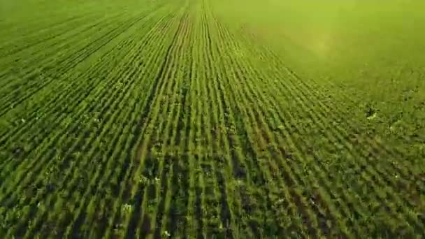 Over een veld vliegen met groen gras. verwerkt veld. de jonge greens. het gras groeit. — Stockvideo