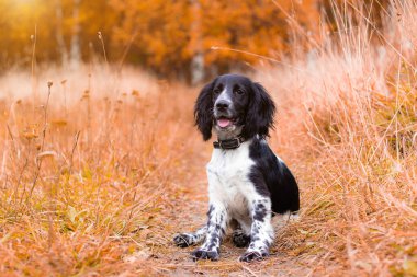 Spaniel sonbaharda yürüyüş için avlanıyor. Sonbaharda yürüyüşe çıkan bir köpek. Bir hayvanın sonbahar portresi. Yavru köpek. Evcil hayvan gezdiriyorum. Köpekle güzel bir fotoğraf. Evcil Hayvanlar hakkında makale. Siyah ve beyaz. Sonbahar.