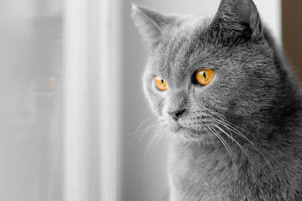 Katten Tittar Genom Fönstret Brittisk Grå Katt Ett Husdjur Klappa — Stockfoto