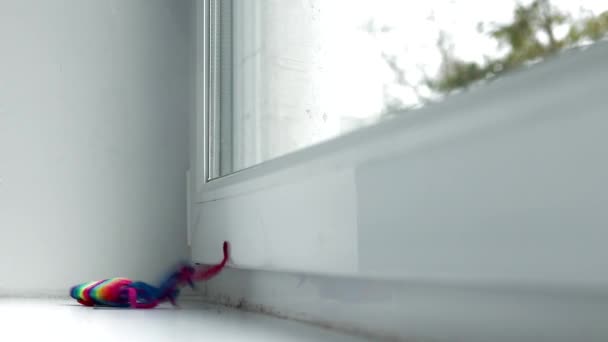 Katten leker med musen på fönstret. Färgmus. Leksaker till husdjur. Musen för katten. Artikeln handlar om spelet Husdjur. Vacker grå katt. Den brittiska. — Stockvideo