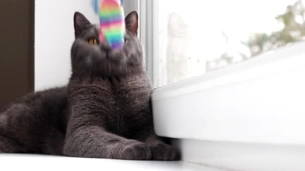 El gato juega con el ratón en la ventana. Ratón color. Juguetes para mascotas. Ratón para el gato. El artículo es sobre el juego de mascotas. Hermoso gato gris. Los británicos. — Vídeos de Stock