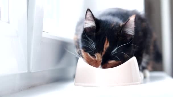 Il gatto mangia da una ciotola. Nutrire il vostro animale domestico. Cibo secco per gatti. Animali. Il gatto sta mangiando sul davanzale. — Video Stock