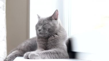 Kedi pencere pervazında uzanıyor. Gri kedi. Penceredeki kedi. İngilizler. Evcil hayvan eğlencesi hakkında makale.