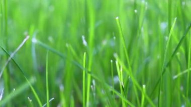 Rüzgarda sallanan yeşil çimen arka planı. Genç yeşillik hareket halinde.