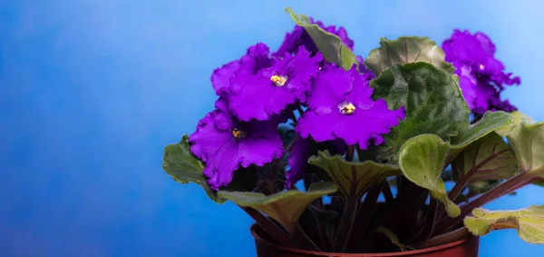 Violet Egy Házi Virág Lila Virág Házi Növény Kék Háttér — Stock Fotó
