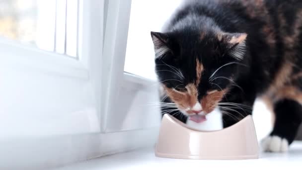 Il gatto mangia da una ciotola. Nutrire il vostro animale domestico. Cibo secco per gatti. Animali. Il gatto sta mangiando sul davanzale. — Video Stock
