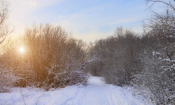 雪と太陽の冬の風景のパノラマ 太陽は木の後ろから見える 雪の谷 冬のスクリーンセーバー コピースペース 冬の観光とレクリエーションに関する記事 — ストック写真