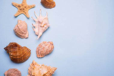 Mavi arka planda deniz kabukları. Büyük deniz kabukları. Deniz kabukları. Uzayı kopyala Mavi arkaplan