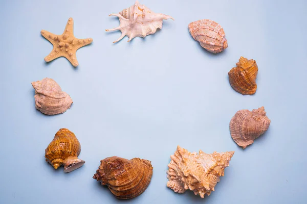 Laut Latar Belakang Biru Kerang Laut Besar Kerang Laut Salin — Stok Foto