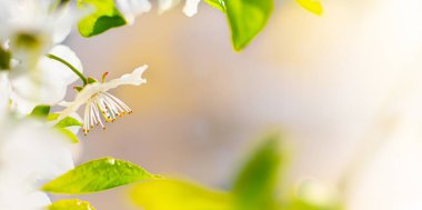 Çiçek açan bir kirazın güzel bir dalı. Çiçek arkaplan. Bahar çiçekleri. Keklik ve kekik. Çiçek açan bahçe ağaçları hakkında bir makale..
