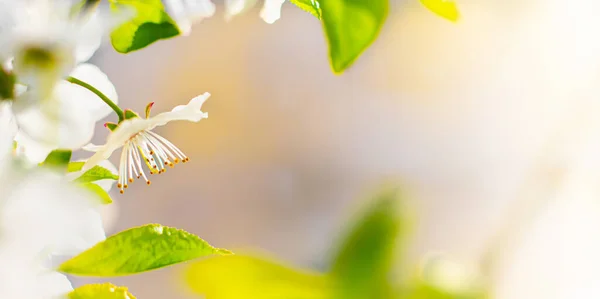 Piękna Gałąź Kwitnącej Wiśni Kwiatowe Tło Wiosenne Kwiaty Tłoki Pręty — Zdjęcie stockowe