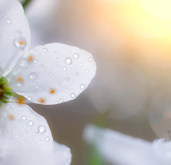 Vacker Gren Ett Blommande Körsbär Blommig Bakgrund Vårblommor Pistils Och — Stockfoto