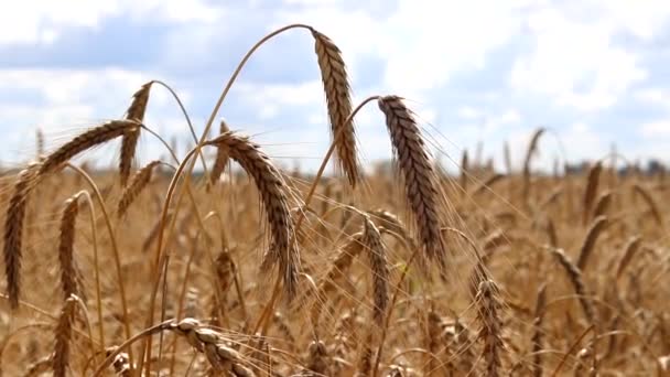 Campo de trigo en el viento. Las espigas de trigo bajaron la cabeza. Comienza la cosecha de trigo. Preparación de materias primas para el invierno. Artículo sobre los cereales. — Vídeo de stock