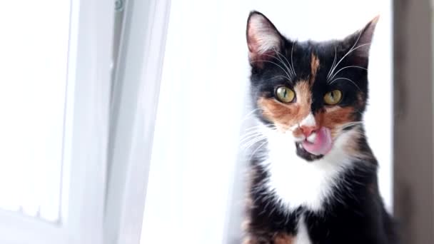 Kot liże usta po jedzeniu. Kolorowy kot. Kot na oknie. Karma dla kotów. Pyszny obiad dla zwierząt . — Wideo stockowe