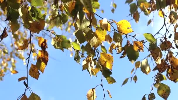 Sárga nyírfalevelek a szélben. Egy faág ringatózik a szélben. Sárga őszi levelek. Őszi nap. — Stock videók