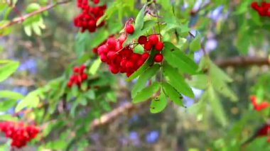 Rüzgarda savrulan bir dağ külü dalı. Kırmızı çilek. Olgun dağ külleri. Sonbahar meyveleri. Sağlıklı meyveler.