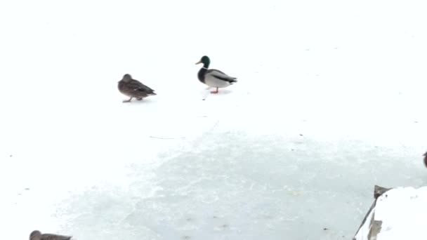 Patos Andam Neve Pássaros Selvagens Habitantes Parque Inverno — Vídeo de Stock